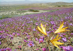 Flowered Desert