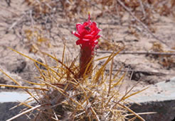 Botanical Garden of the Desert