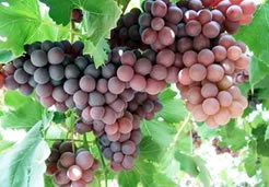 Pisco Chile