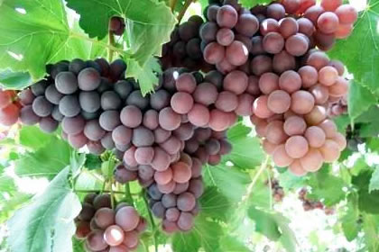 Pisco Chile