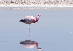 National Reserve los Flamencos