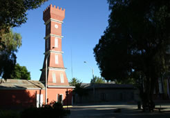 Vicuña